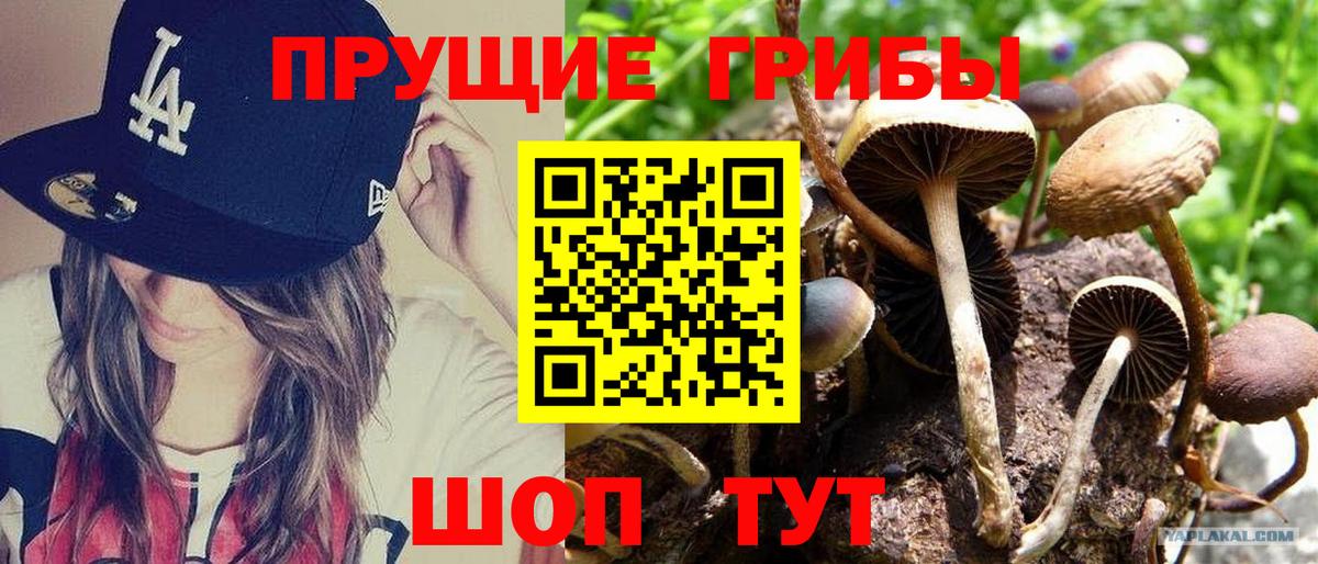 Псилоцибиновые грибы прущие грибы  наркота  Шатура  Вход с VPN 